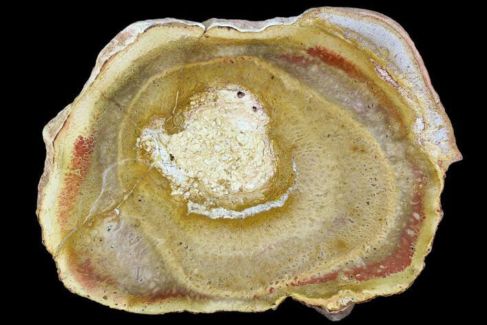 Polished Petrified Tree Fern (Psaronius) End Cut - Brazil #104889